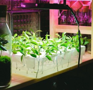 Seedlings under a white grow light.
