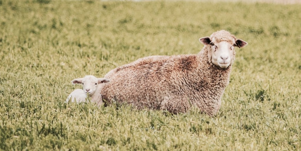 The lambing season with mother and lamb.
