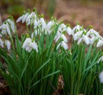 Small delicate white flowers.