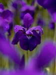 Purple iris.
