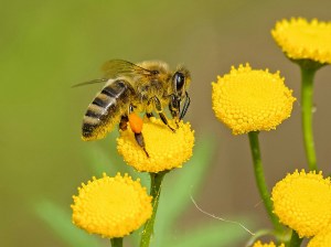 A bee on one of several yellow flowers.