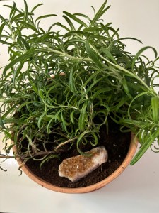 A rosemary plant t with a citrine crystal.