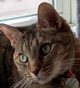 A portrait of my cat’s head.