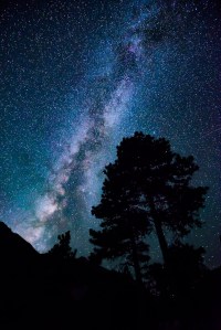 The night sky with the Milky Way galaxy with a tree silhouetted.