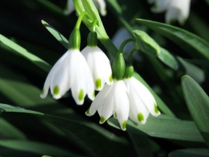 White snowdrop flowers.