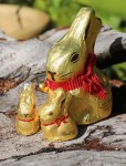 One large and two small chocolate rabbits covered in gold foil.